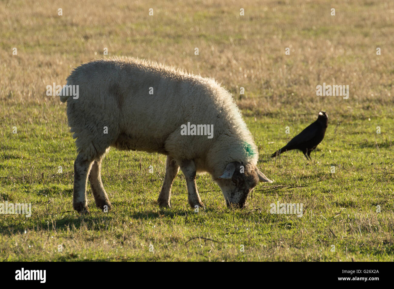 Ein Schaf (Ovis Aries) Weiden in einem Feld neben einem AAS-Krähe (Corvus Corone). Stockfoto