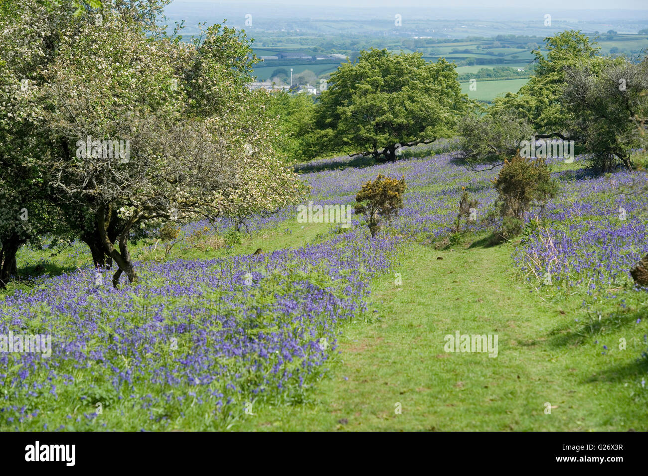 Bluebell Feld auf Dartmoor, devon Stockfoto