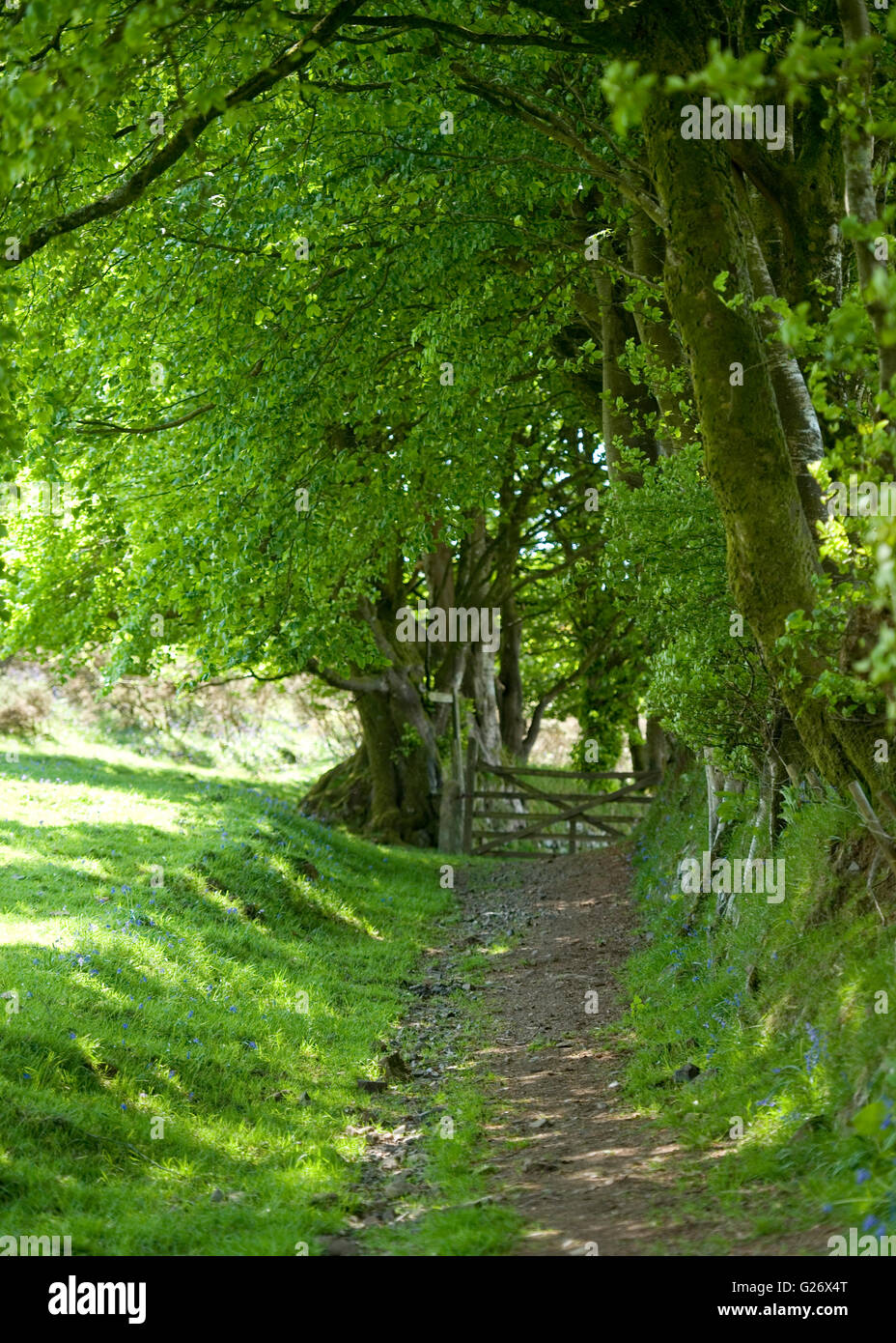 grünen Maultierweg in die Landschaft unter einer Allee von Buche Stockfoto