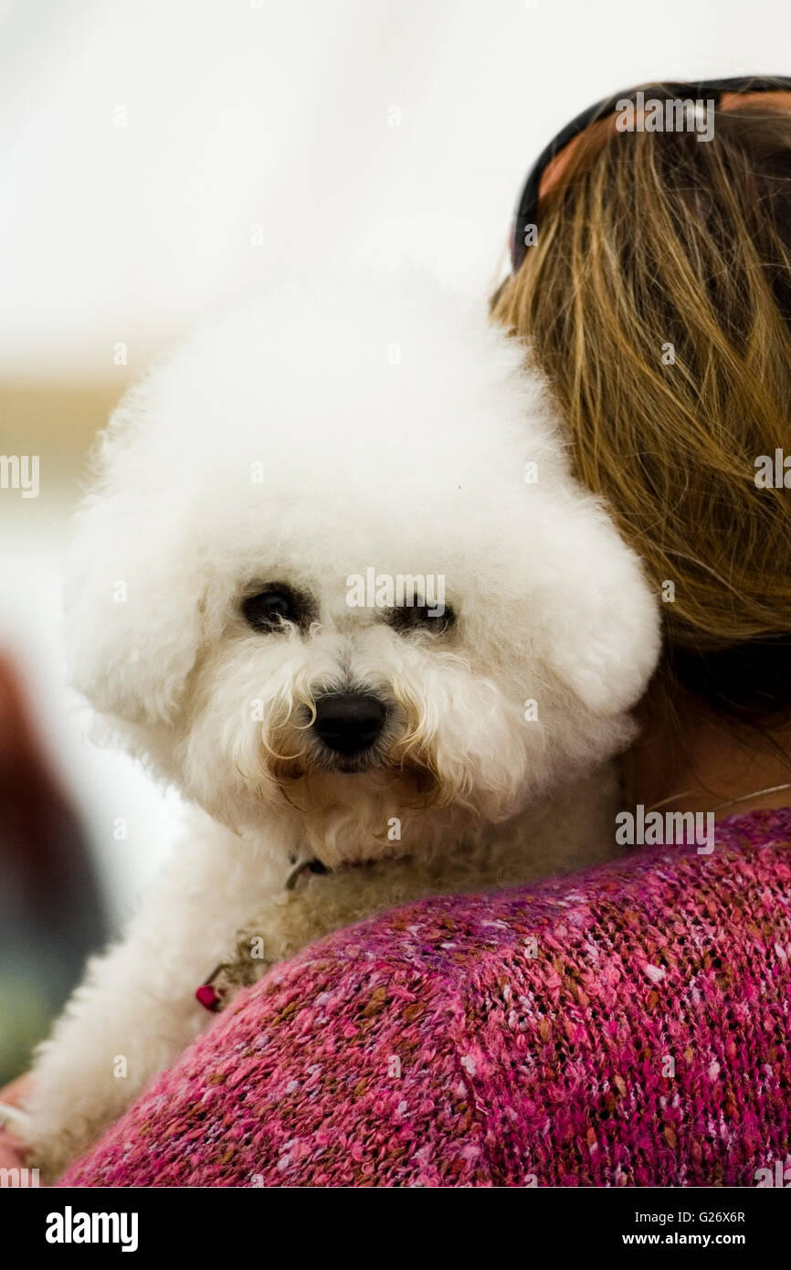 Bichon Frise Hund durch Besitzer Stockfoto