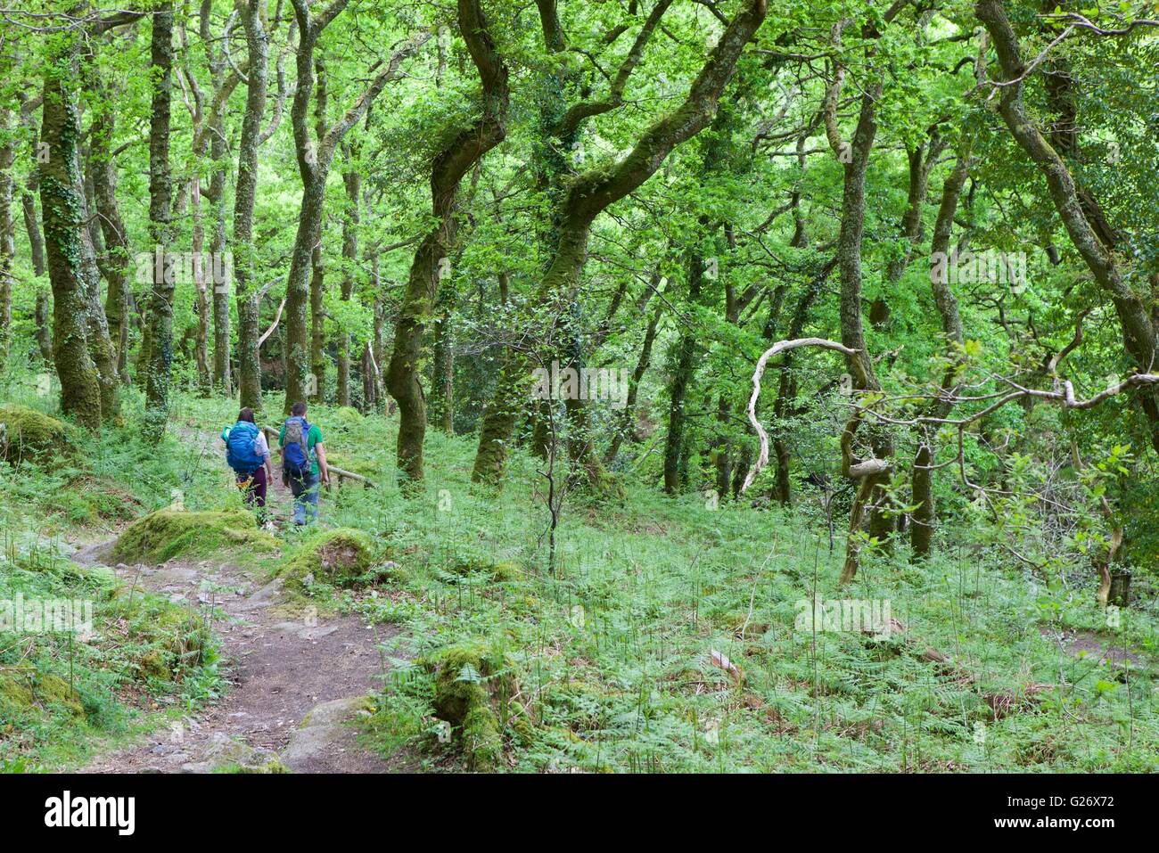 Wandern in Dewerstone Holz, Dartmoor, Devon, Südwestengland, England, UK Stockfoto