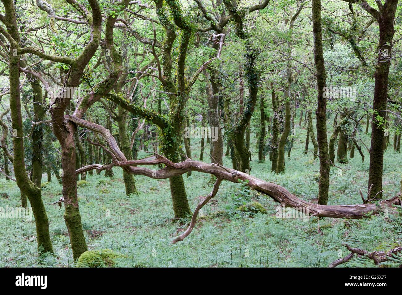 Dewerstone Holz, Dartmoor, Devon, Südwestengland, England, Vereinigtes Königreich Stockfoto