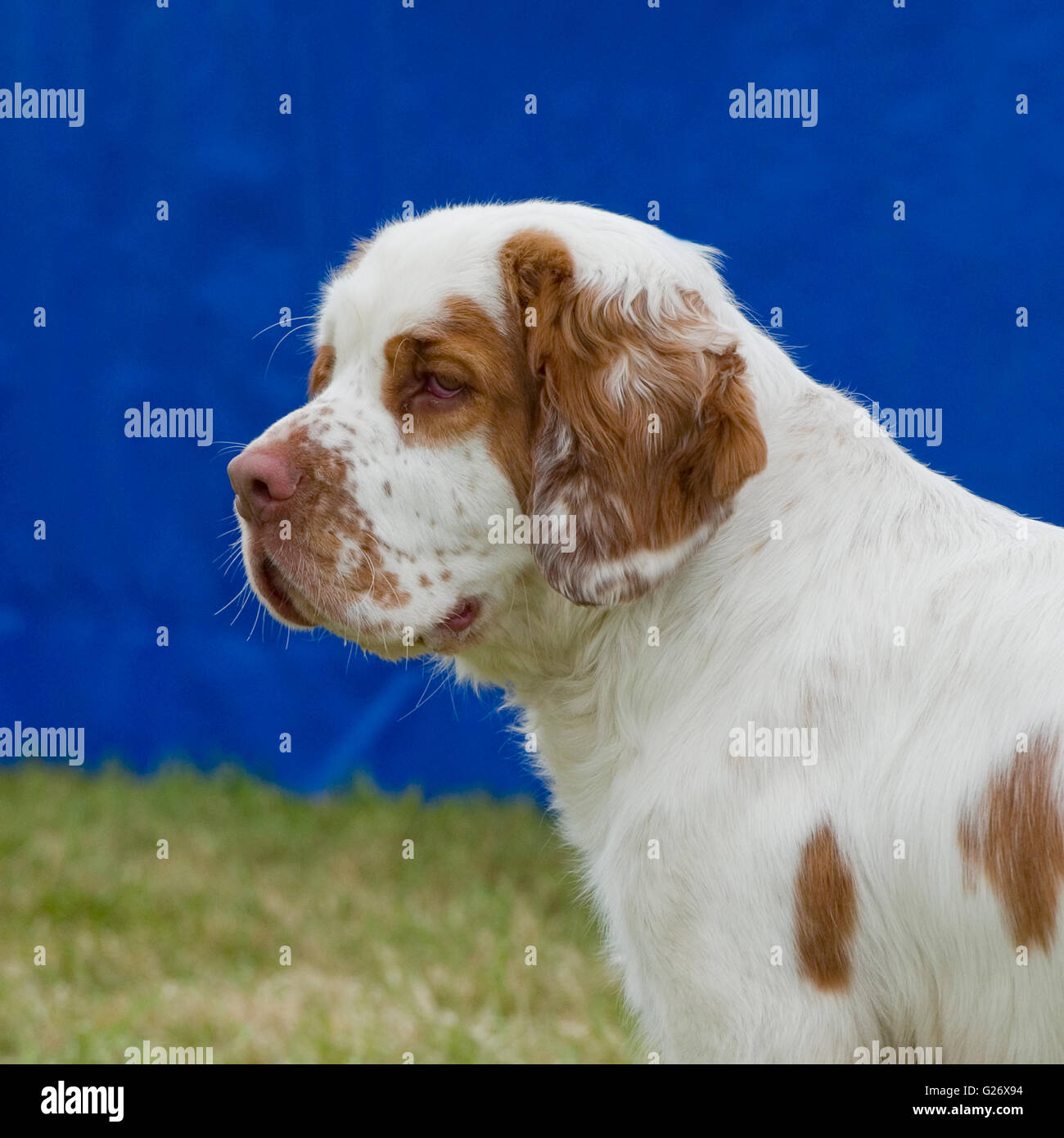 Clumber spaniel Stockfoto