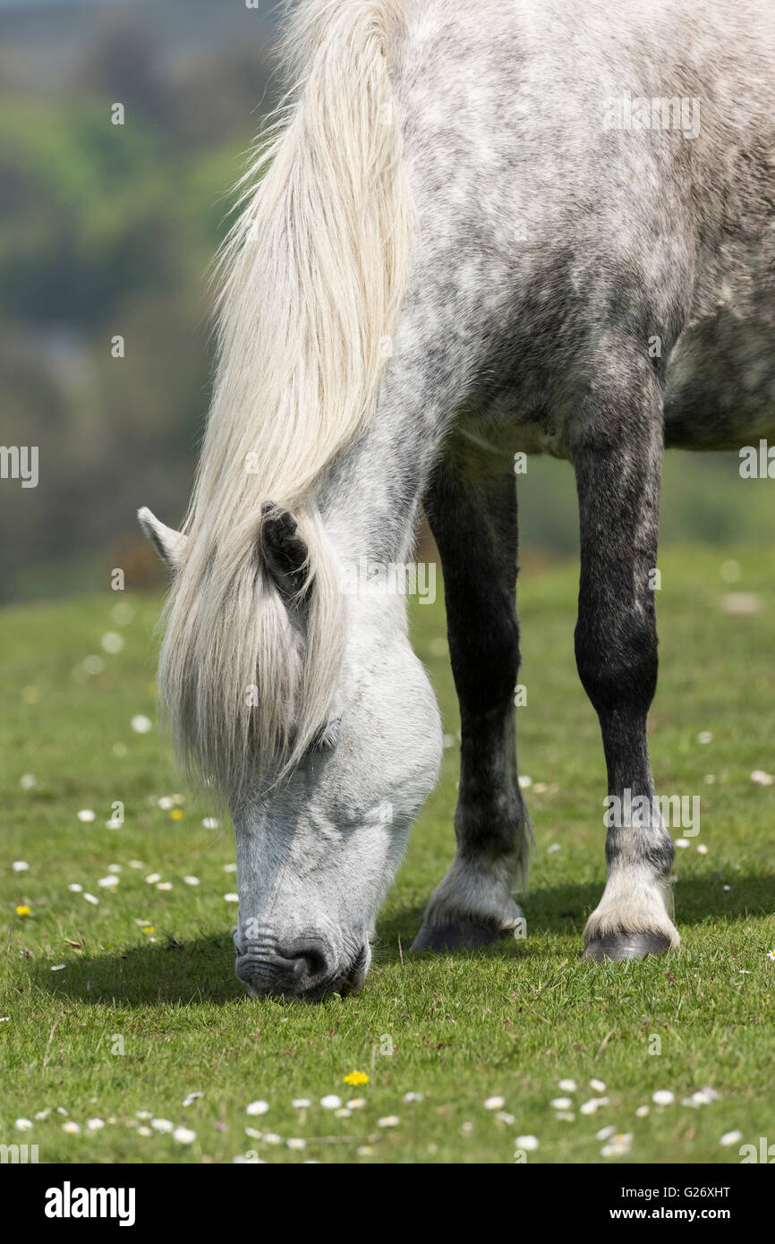 Dartmoor Pony, Haytor, Dartmoor, Devon Stockfoto