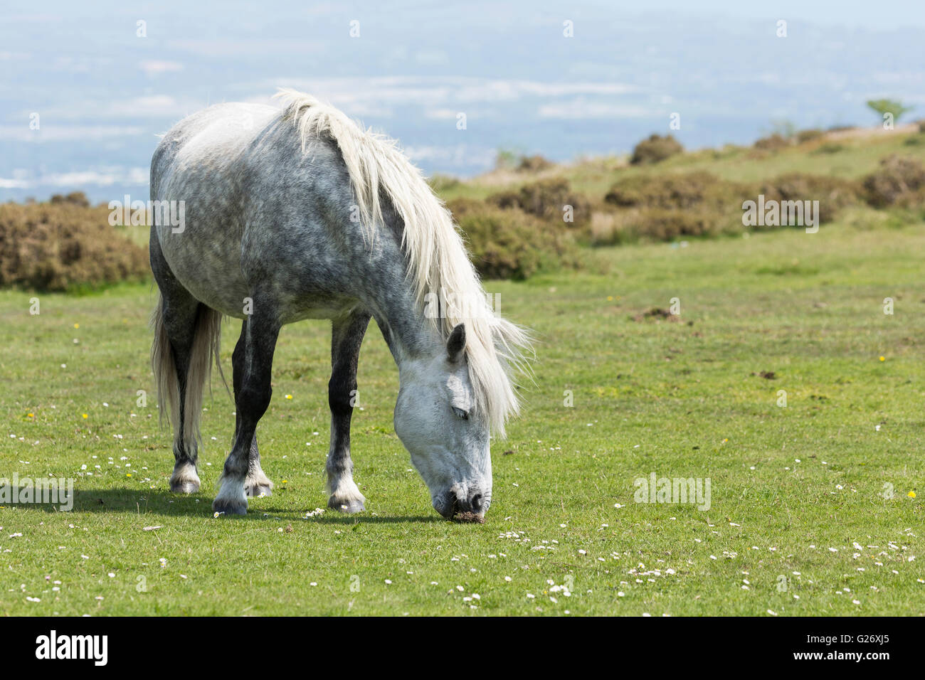 Dartmoor Pony, Haytor, Dartmoor, Devon Stockfoto