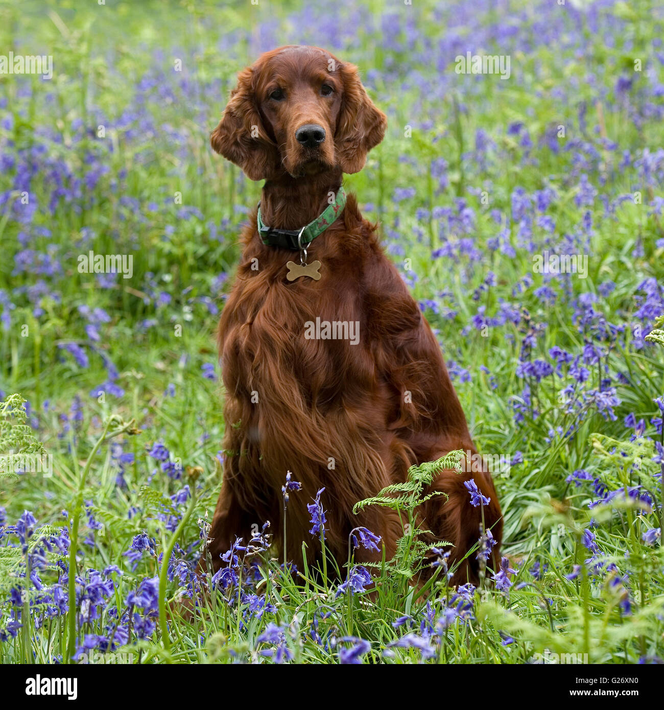 Irish Red setter Stockfoto