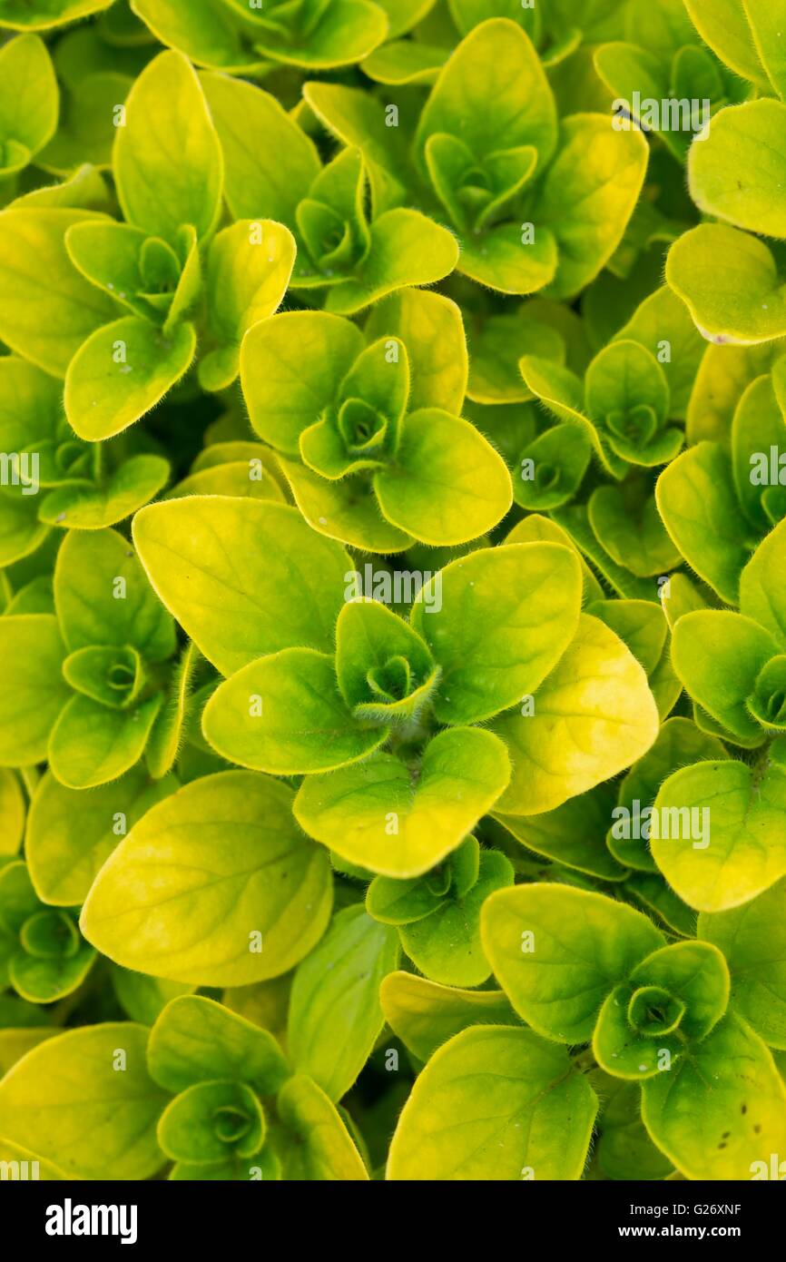 Origanum Vulgare Aureum kriechend Golden Majoran Stockfoto