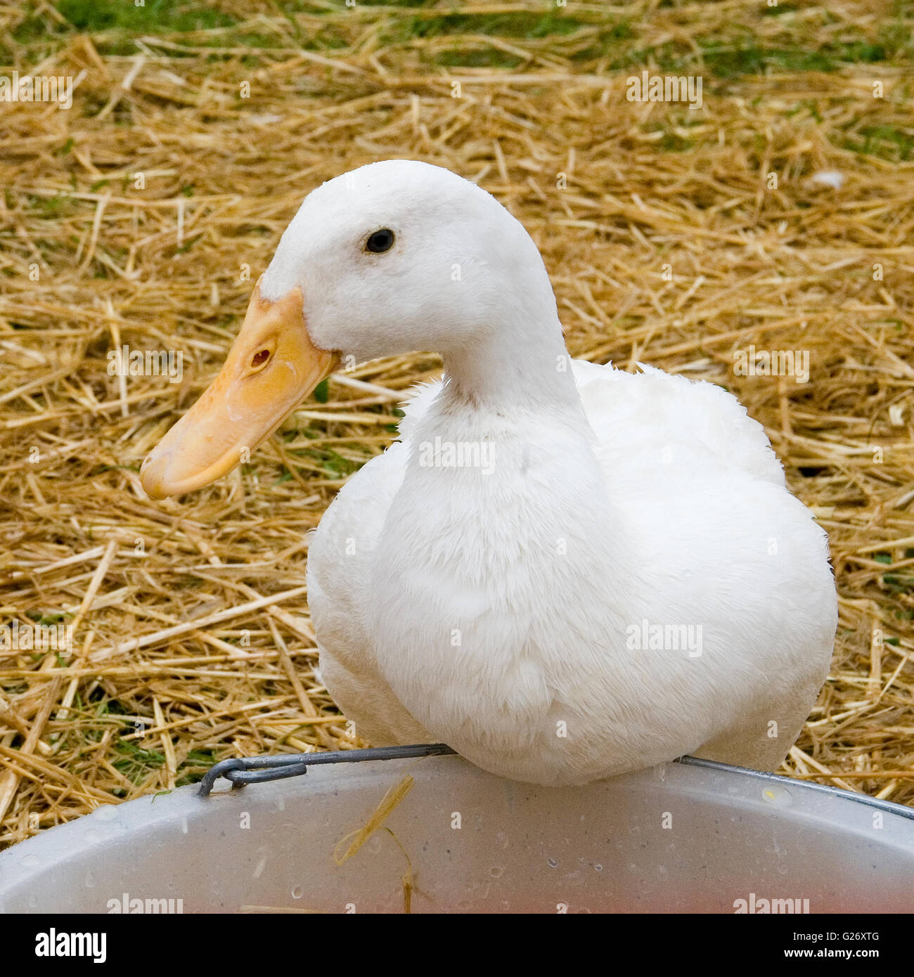 Ente, die Zuführung von Wasser-Eimer Stockfoto