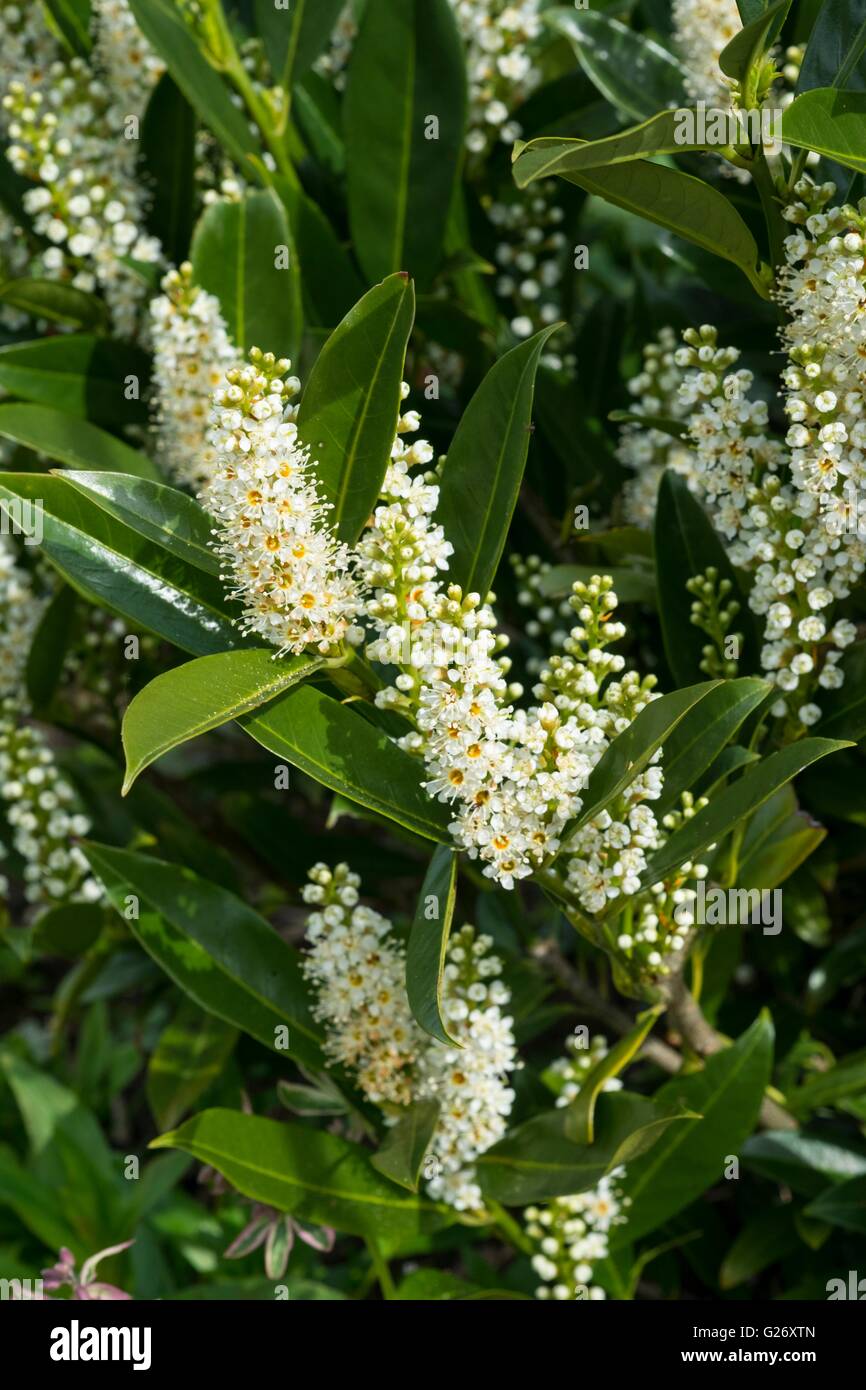 Prunus Laurocerasus - Lorbeer, Lorbeerkirsche Stockfoto