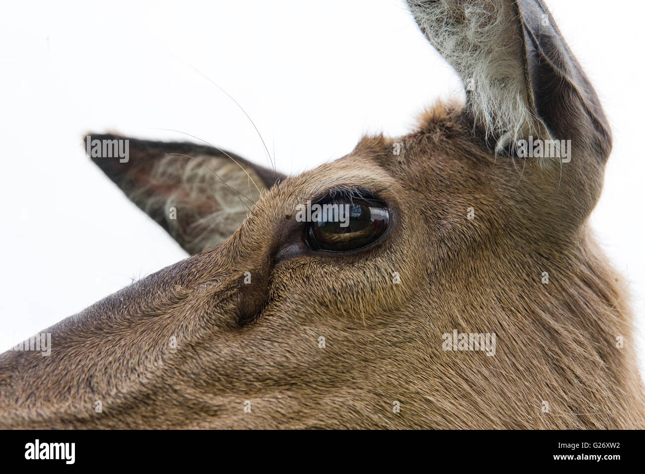 Nahaufnahme eines Hirsche Auge Stockfoto