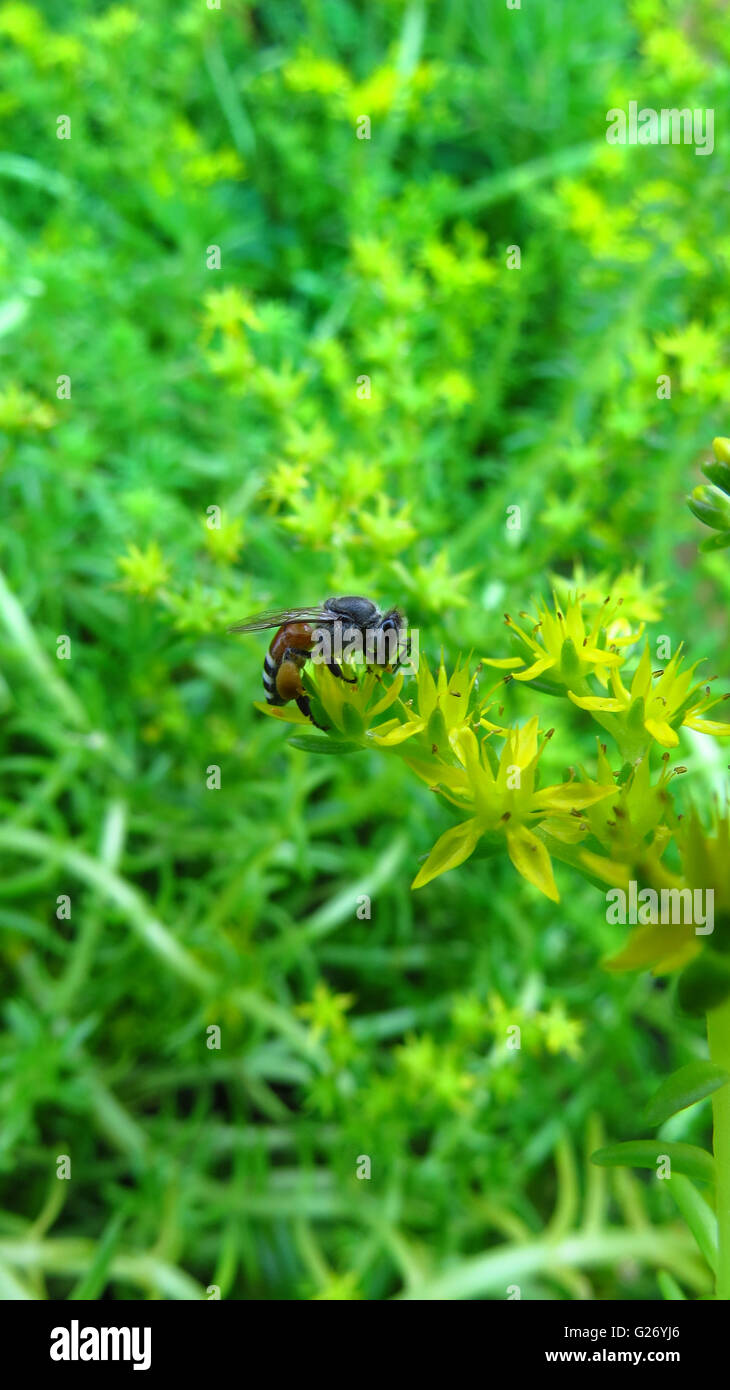 Eine Honigbiene in Polliniion auf einem gelben Wiesenblumen in den indischen Tropen zu helfen. Stockfoto