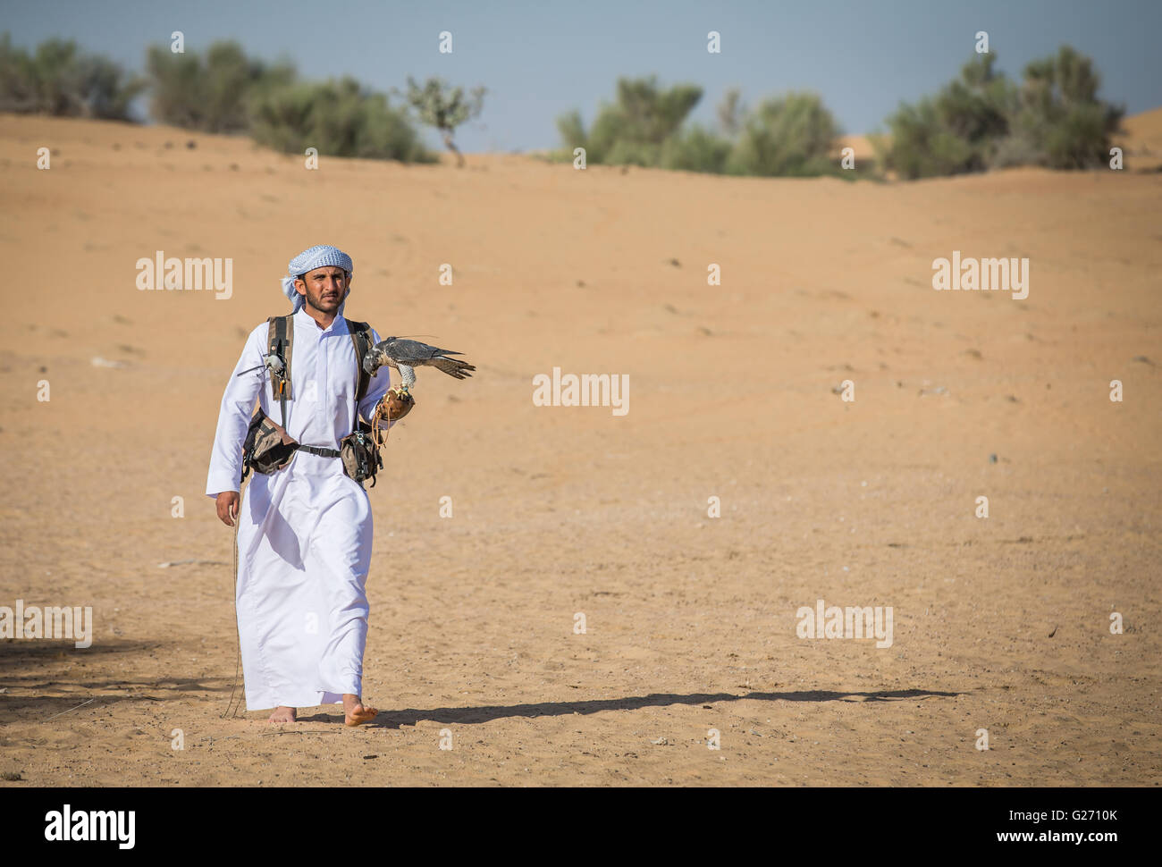 Arabische Mann zu Fuß in einer Wüste in der Nähe von Dubai mit Wanderfalke auf der hand Stockfoto