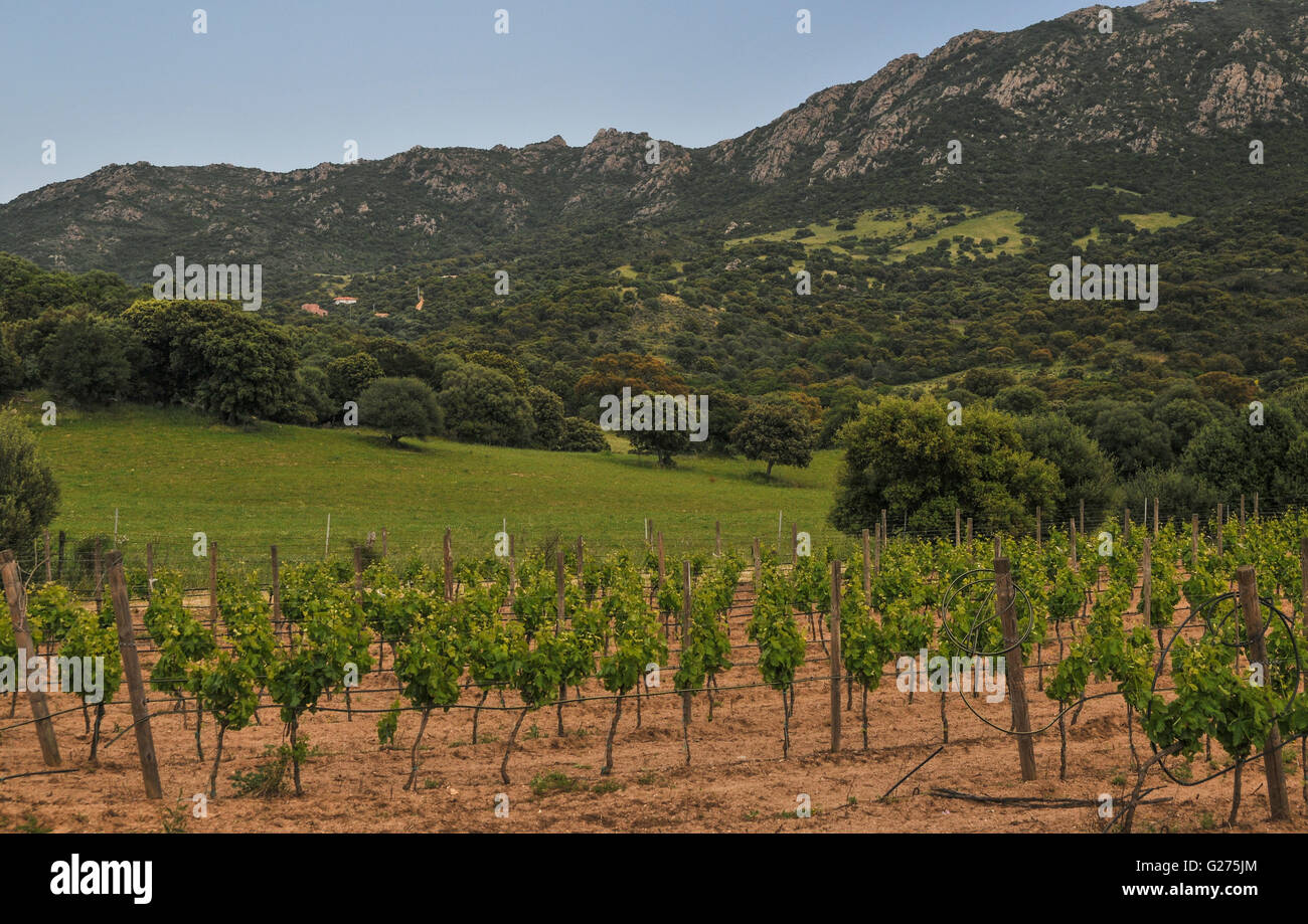 Die Weinberge von masone Mannu, Monti (Sardinien) Stockfoto