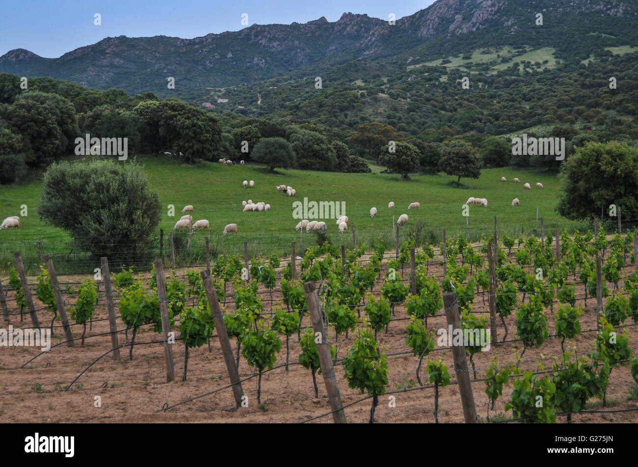 Die Weinberge von masone Mannu, Monti (Sardinien) Stockfoto