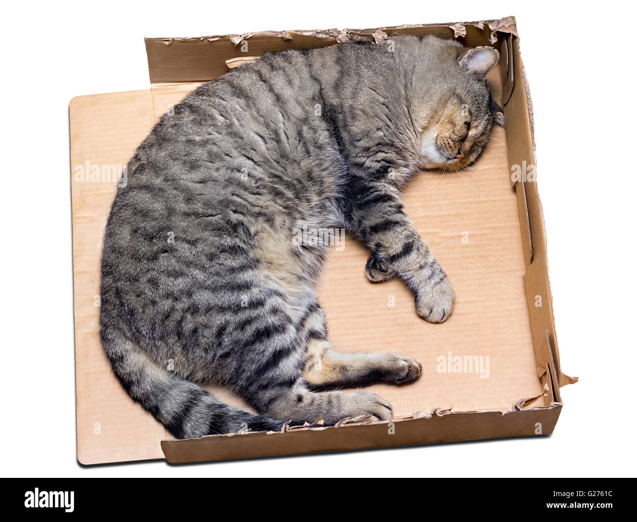 Katze schläft in einem zerrissenen Karton Stockfoto