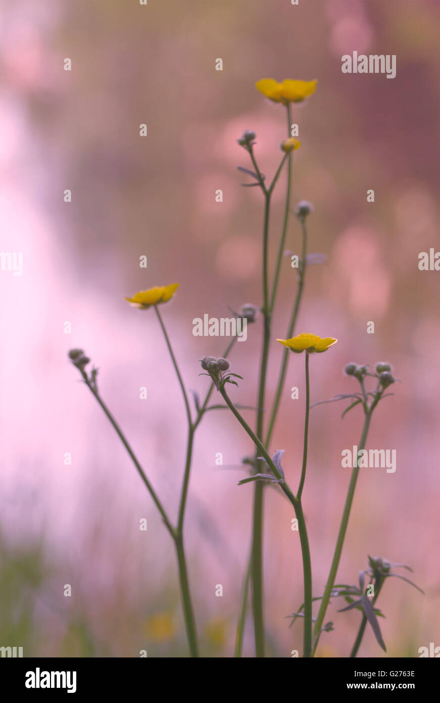 Weiche romantische wilde Butterblume Blume Anordnung Malerei Effekt Stockfoto