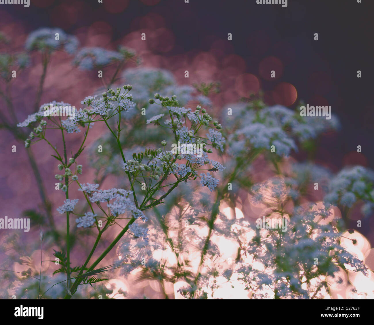 impressionistischen Kuh Petersilie mit Sonnenuntergang im Wasser Reflexion Hintergrund Stockfoto
