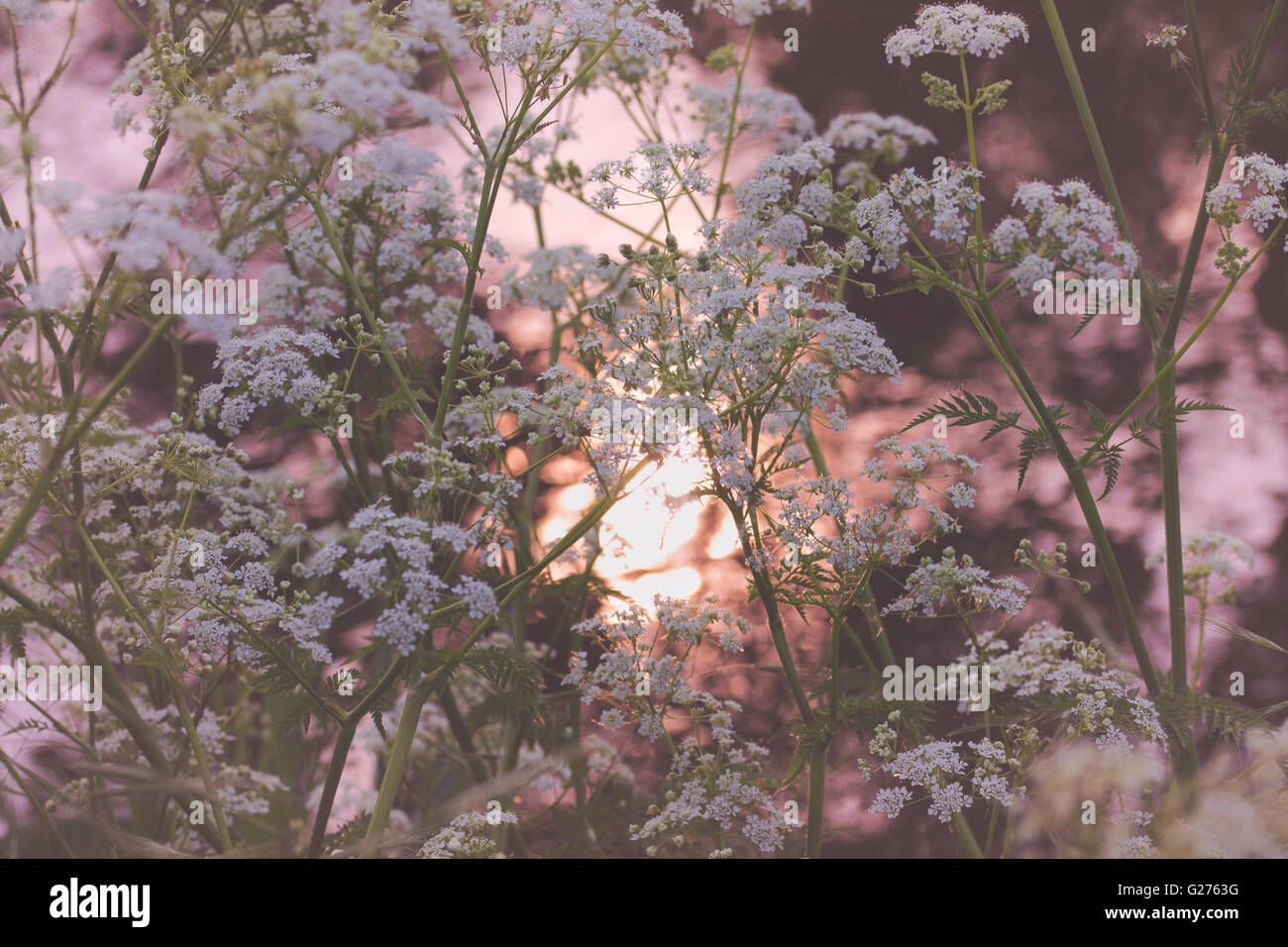 künstlerische Anthriscus Sylvestris Kuh Petersilie Sonnenuntergang Stockfoto