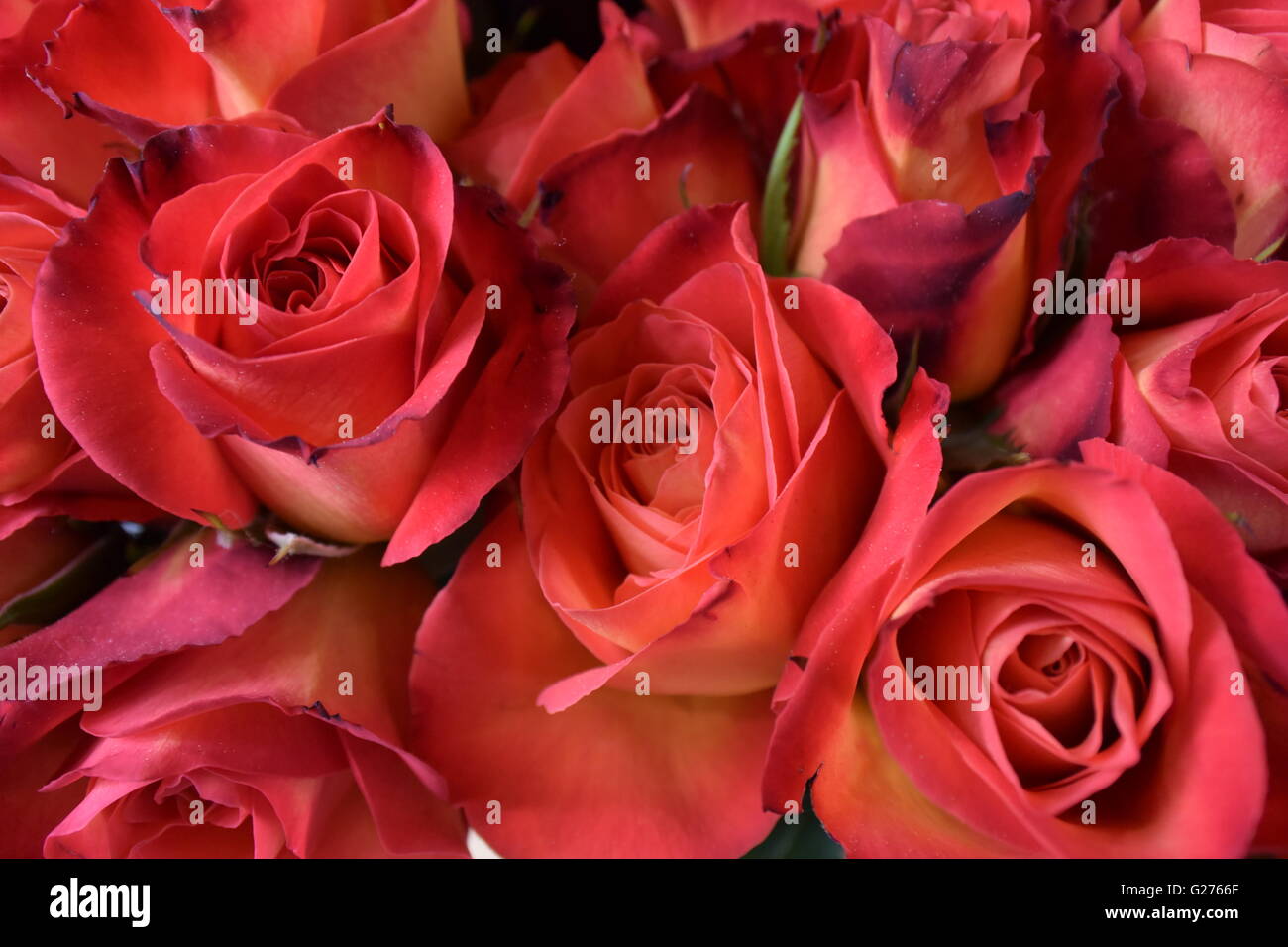 rote Rosen Stockfoto