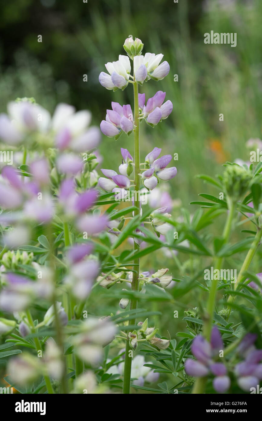 Lupin weiß lila lila Lupinus Lupinen Stockfoto