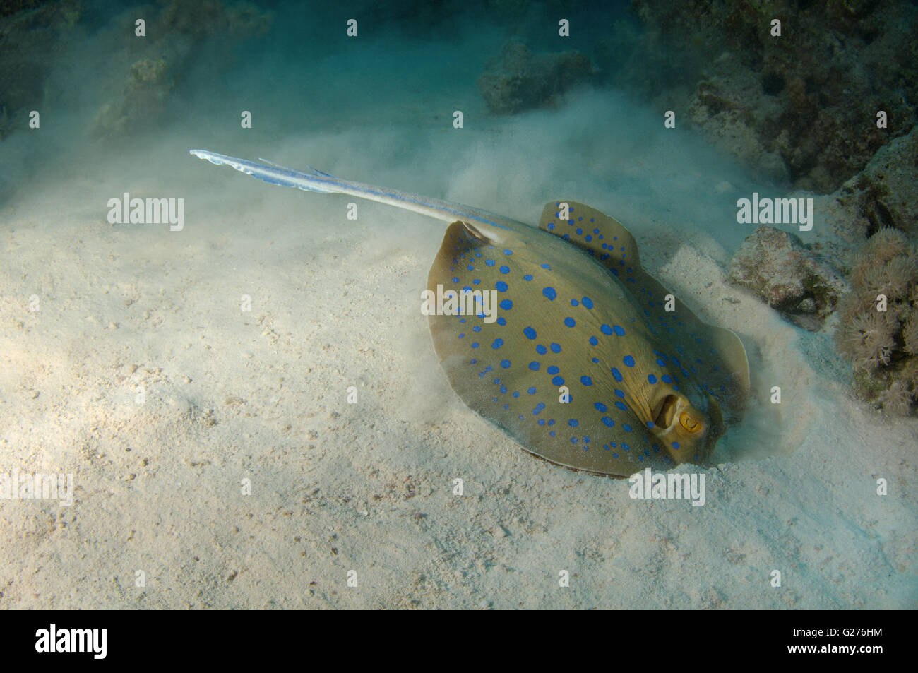 Bluespotted Ribbontail Strahl, Blue Spotted Fantail Stingray, weniger Pfauentaube Ray, Reef Ray oder blau getupft Lagune ray Stockfoto