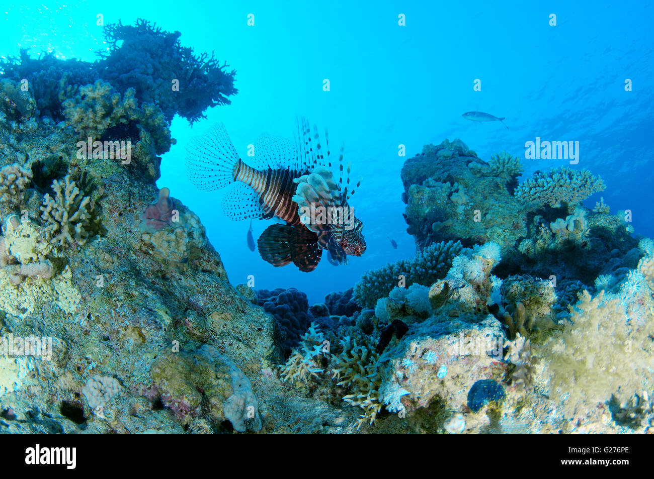 Gemeinsamen Rotfeuerfische, Teufel Firefish, Soldat Rotfeuerfische, indische Turkeyfish oder Meile Feuer Fisch (Pterois Miles) Stockfoto