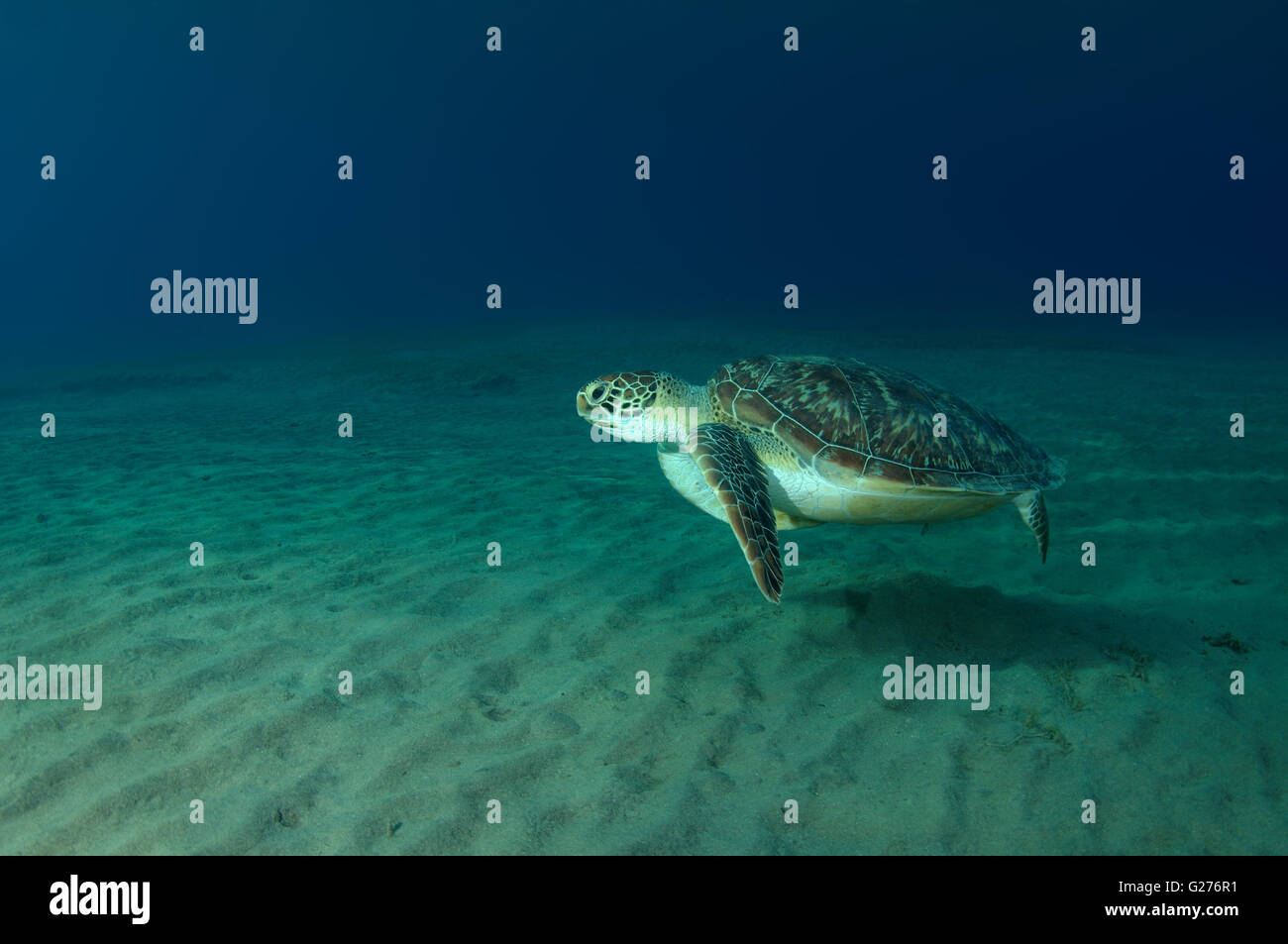 Grüne Meeresschildkröte, Ostpazifik grüne Schildkröte, Turtle Soup oder schwarze Meeresschildkröte (Chelonia Mydas) schwimmen über sandigem Grund Stockfoto