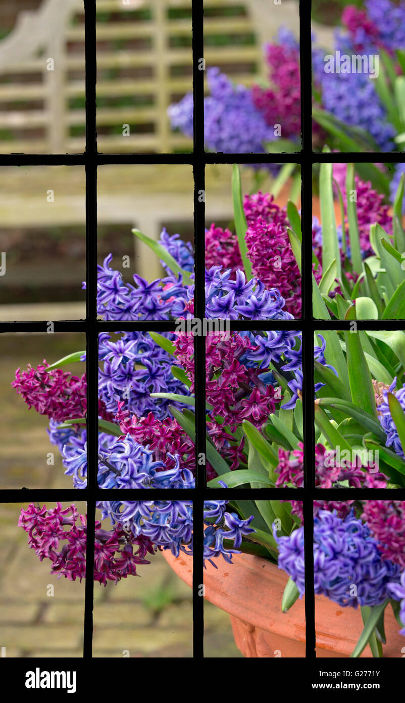 Blick aus einem Fenster Hyazinthen in Blüte wächst in Container Töpfe Frühjahr Norfolk Stockfoto
