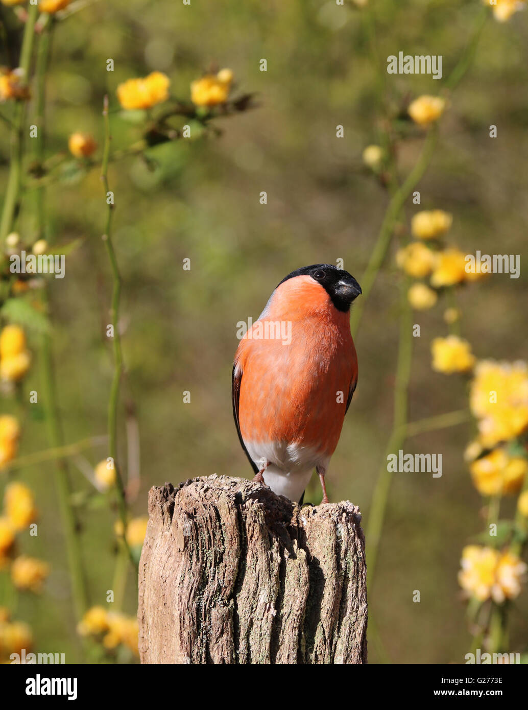 Gimpel männlich in gelben Blüten Stockfoto