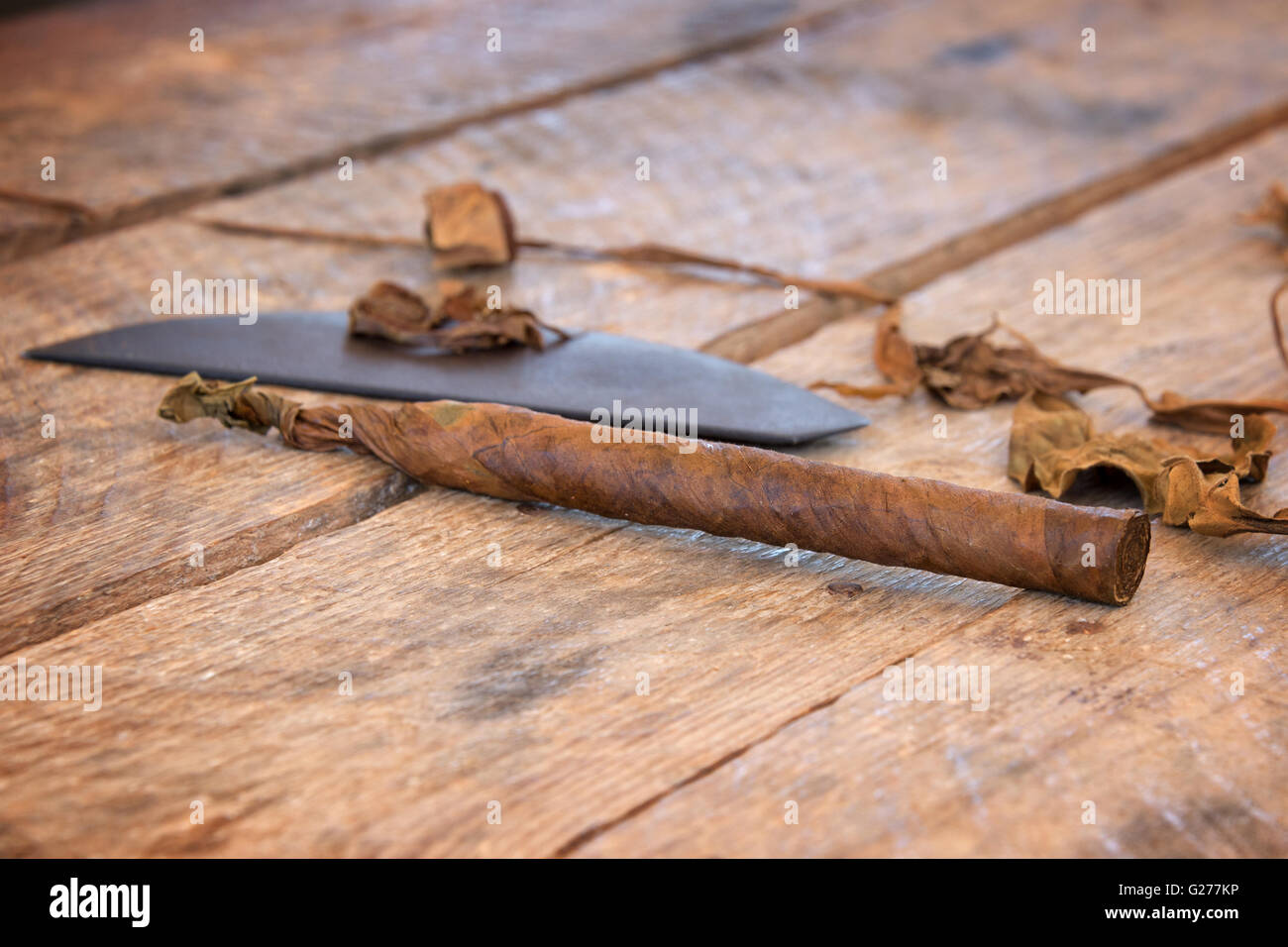 Nahaufnahme einer kubanischen handgemachte Zigarre, mit getrockneten Tabakblätter Stockfoto
