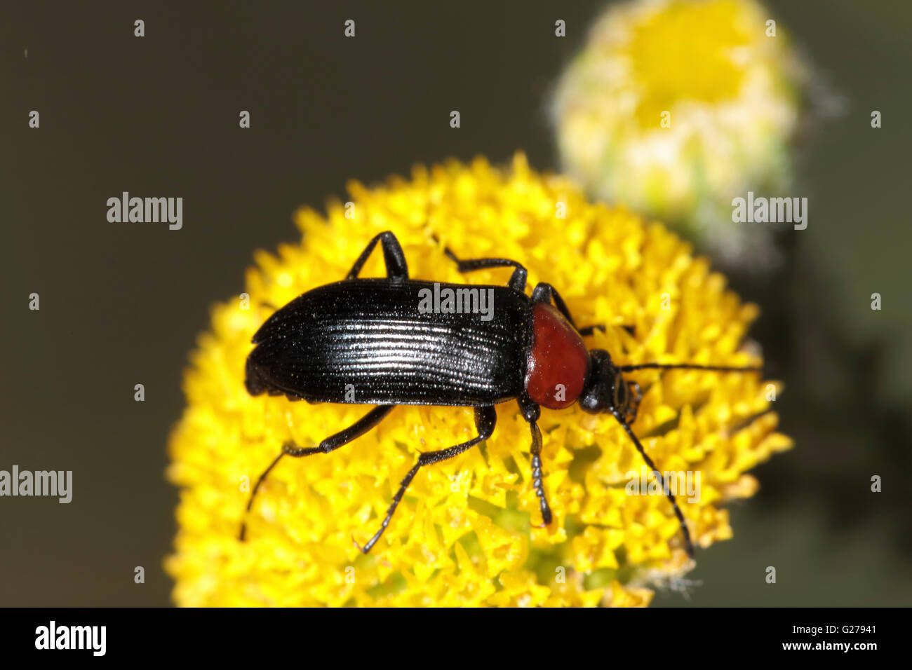 Roten Insekt auf einer Blüte Stockfoto