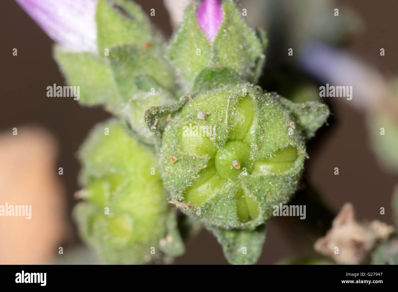 Makro kleine Pflanze auf unscharfen Hintergrund isoliert Stockfoto