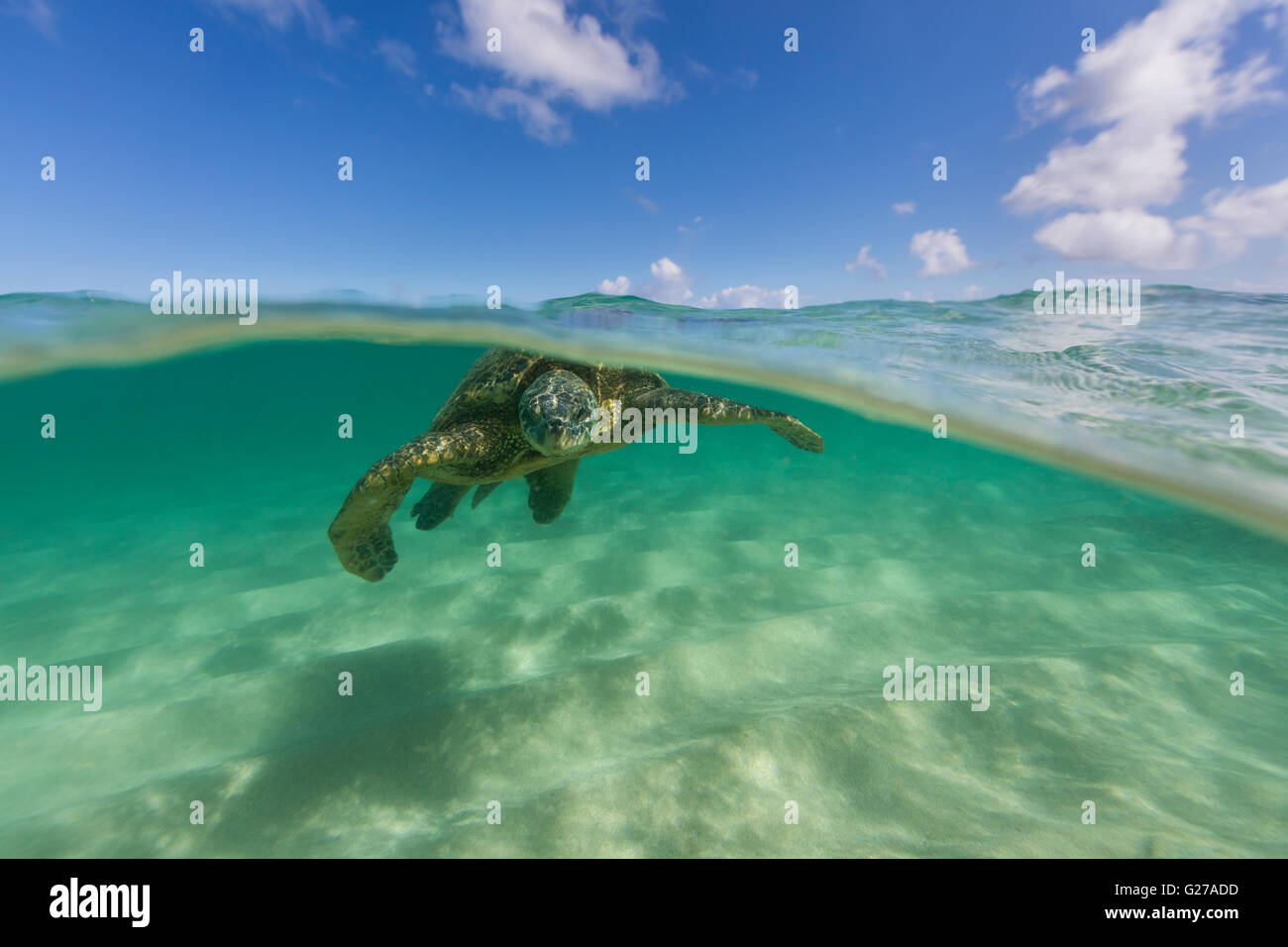 Ein über unter Ansicht eine hawaiianische grüne Meeresschildkröte im Meer schwimmen. Stockfoto