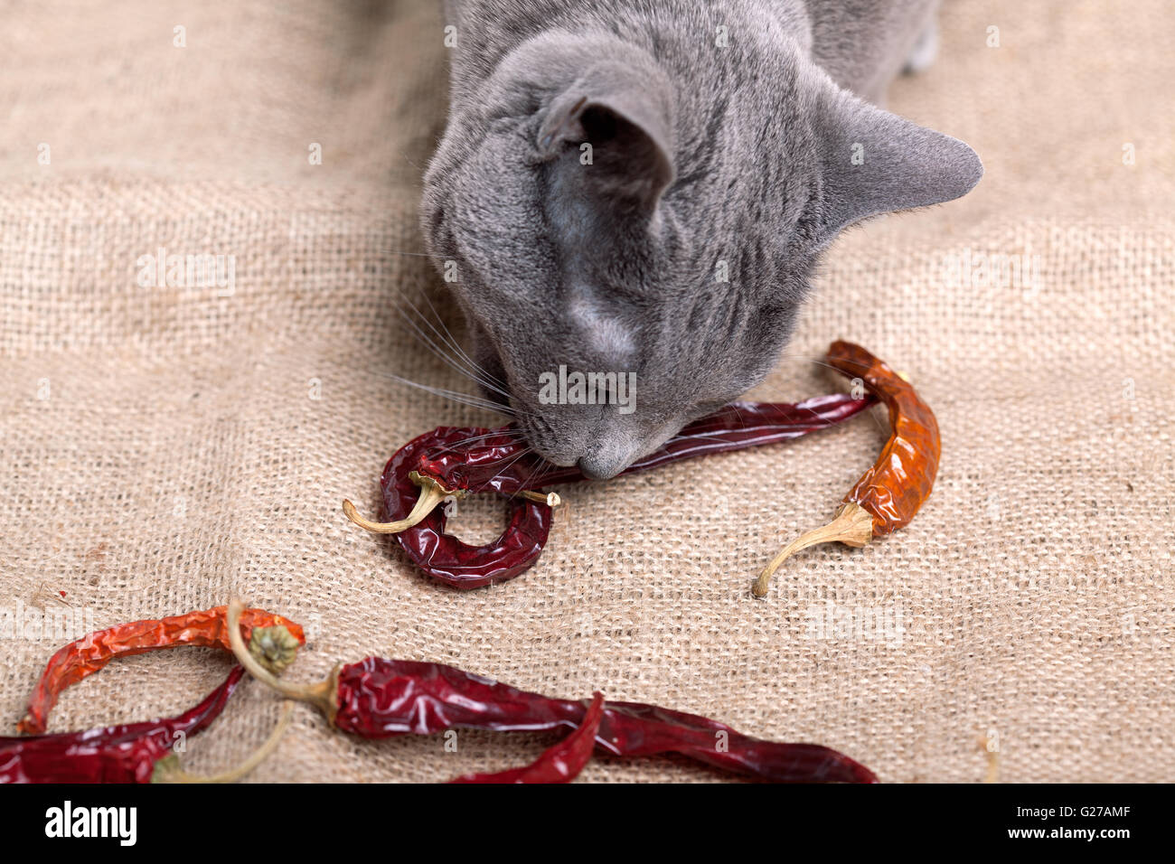 Katze versucht, rot Essen Getrocknete Chilischoten Stockfoto