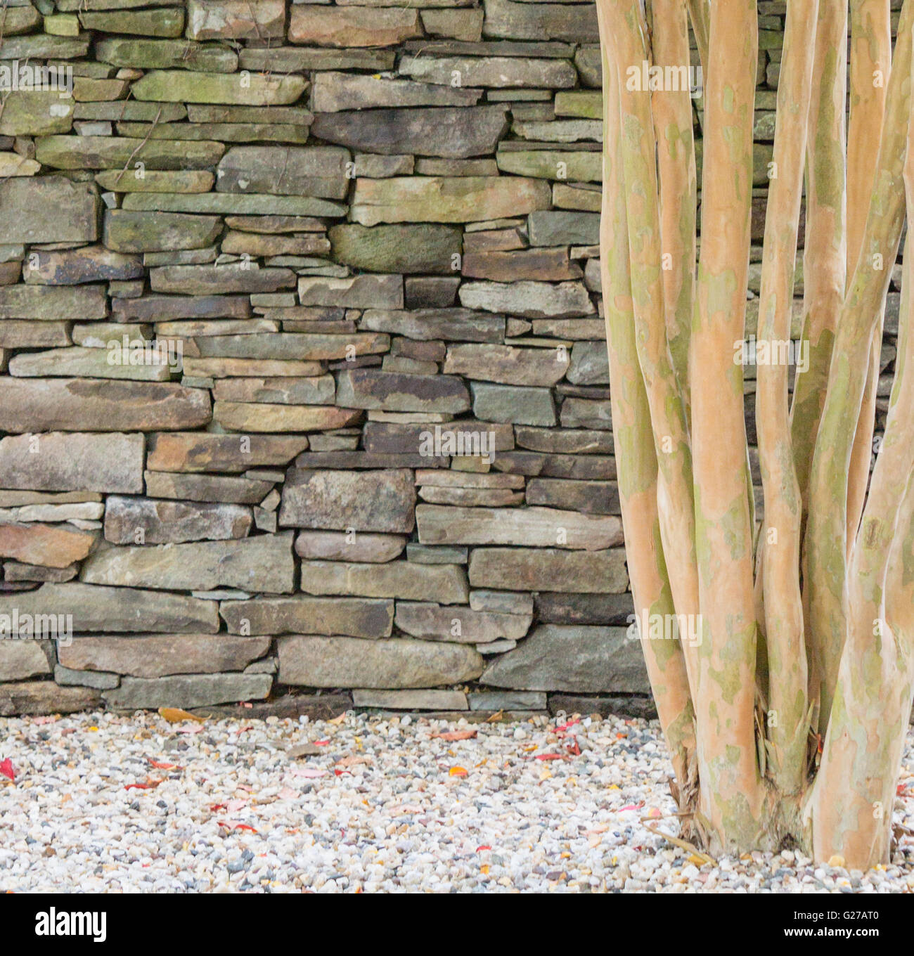 Detail einer Trockensteinmauer mit Kies und die Stämme eines Baumes, drei Elemente oder Ebenen erstellen Stockfoto
