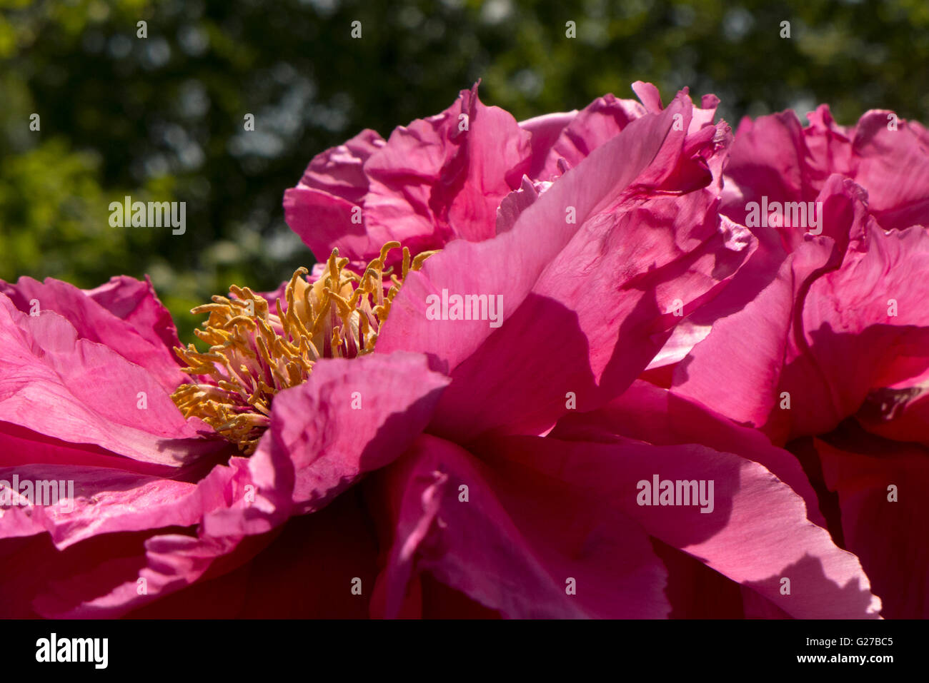 rote Pfingstrosen. Stockfoto