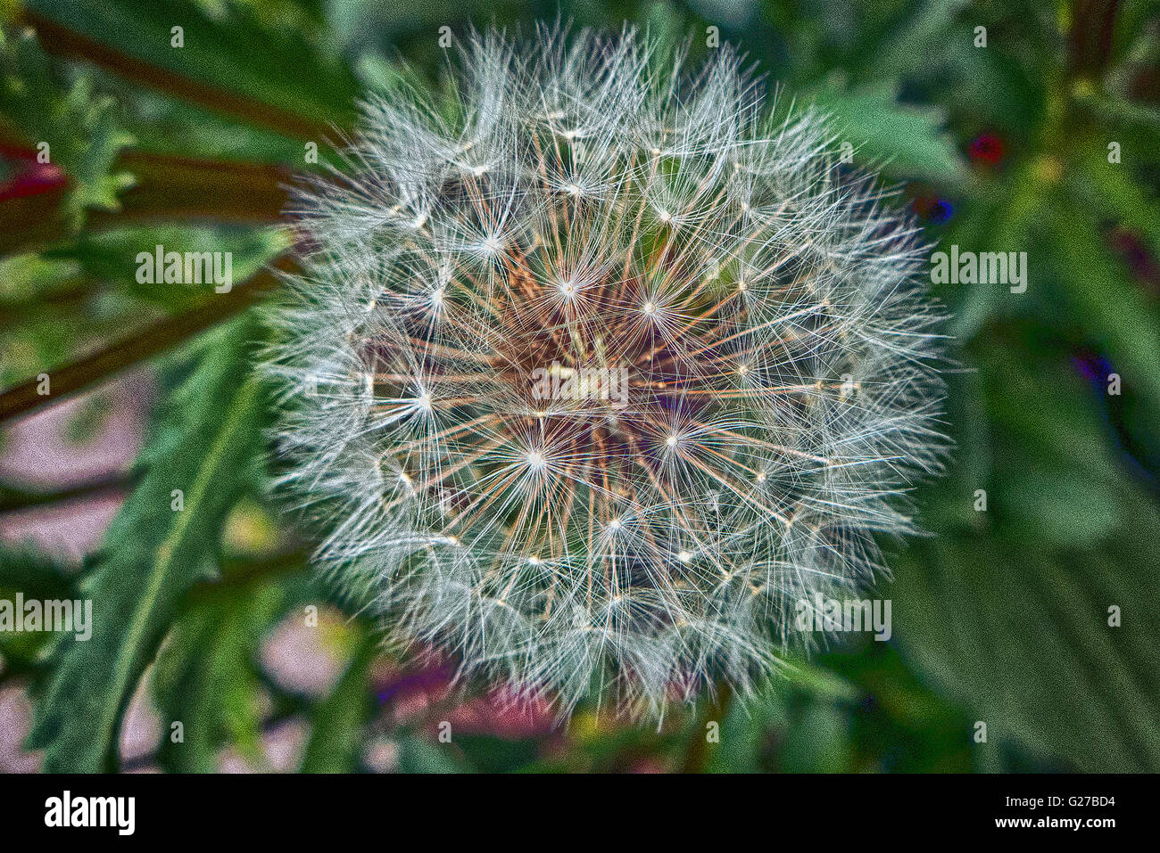 Löwenzahn Sporen. Stockfoto