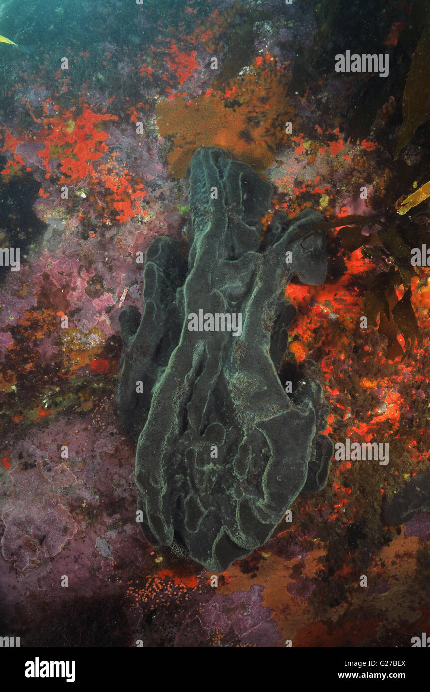 Große graue Schwamm auf einem senkrechten Felsen Stockfoto