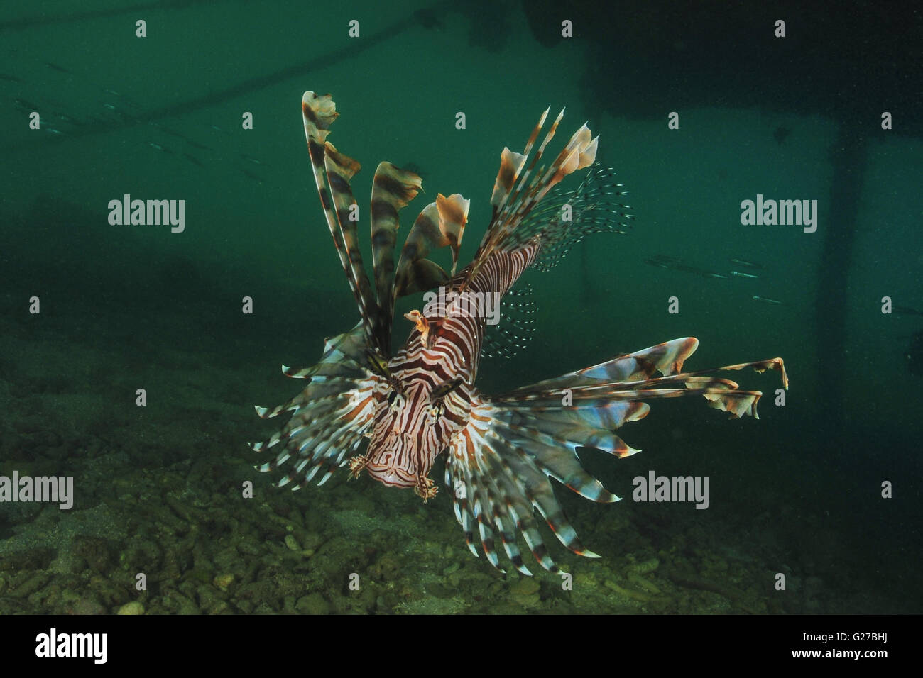 Rotfeuerfisch (Pterois) unter Steg Stockfoto