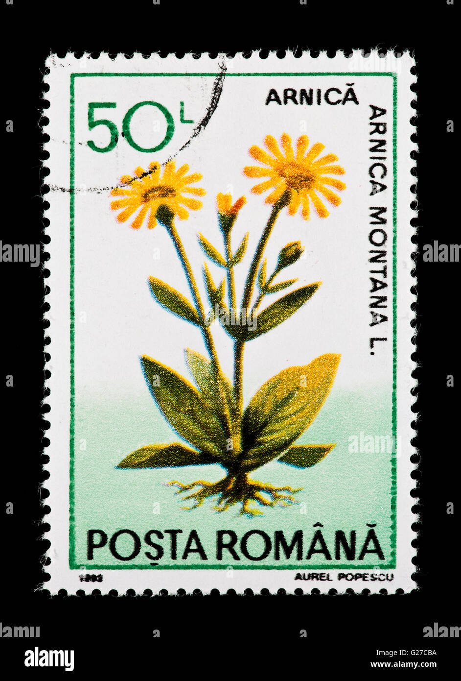 Briefmarke aus Rumänien Darstellung Arnika (Arnica Montana) Stockfoto