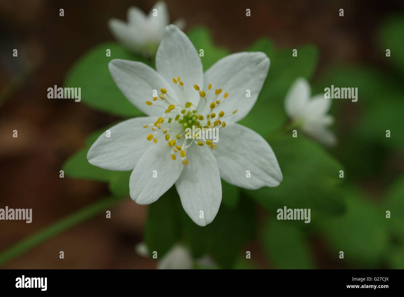 Weißen Wildblumen Stockfoto