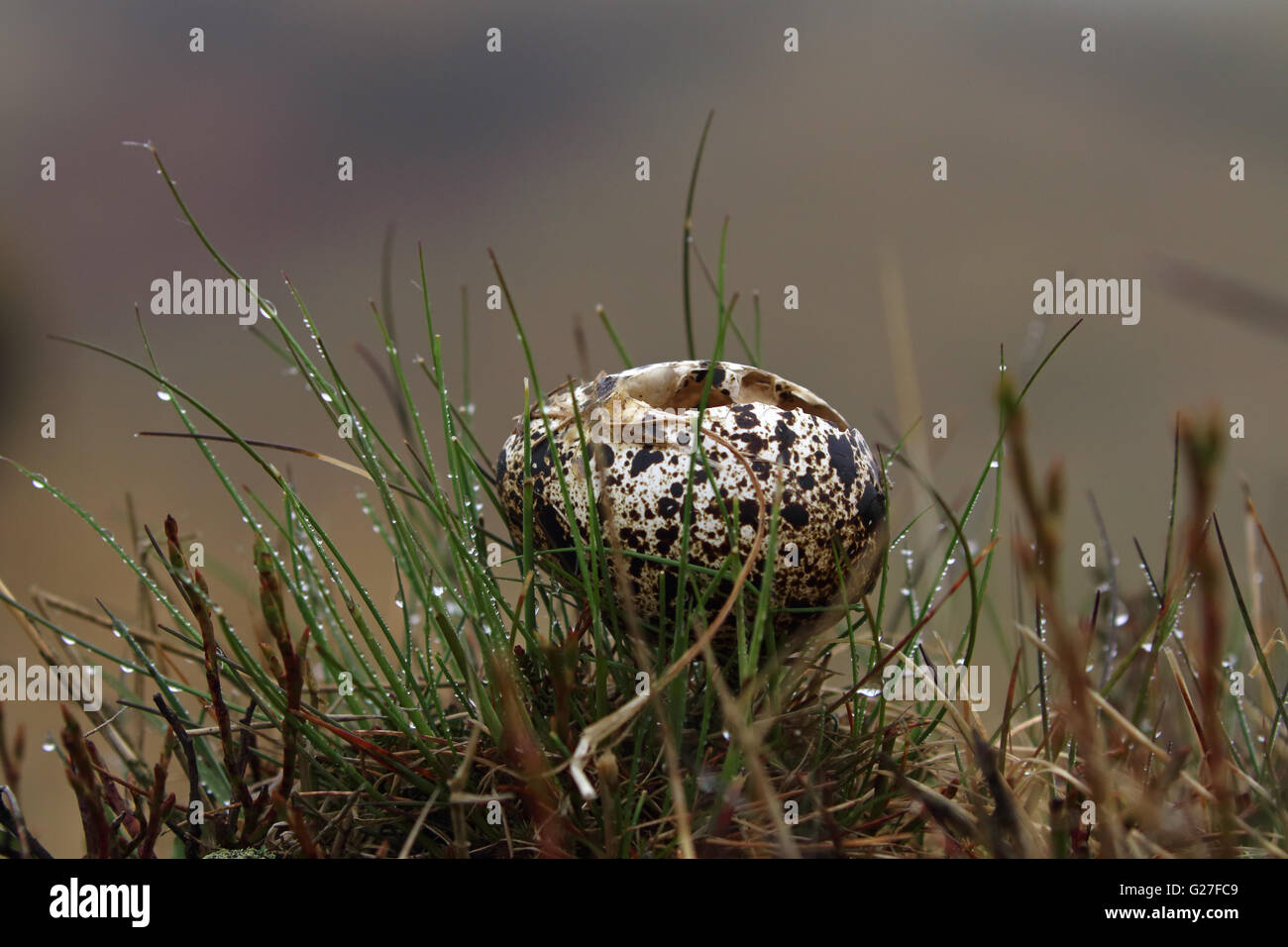 Goldenes Plover Ei nach aus dem Nest Bleaklow Moor in Derbyshire vordatiert werden verworfen Stockfoto