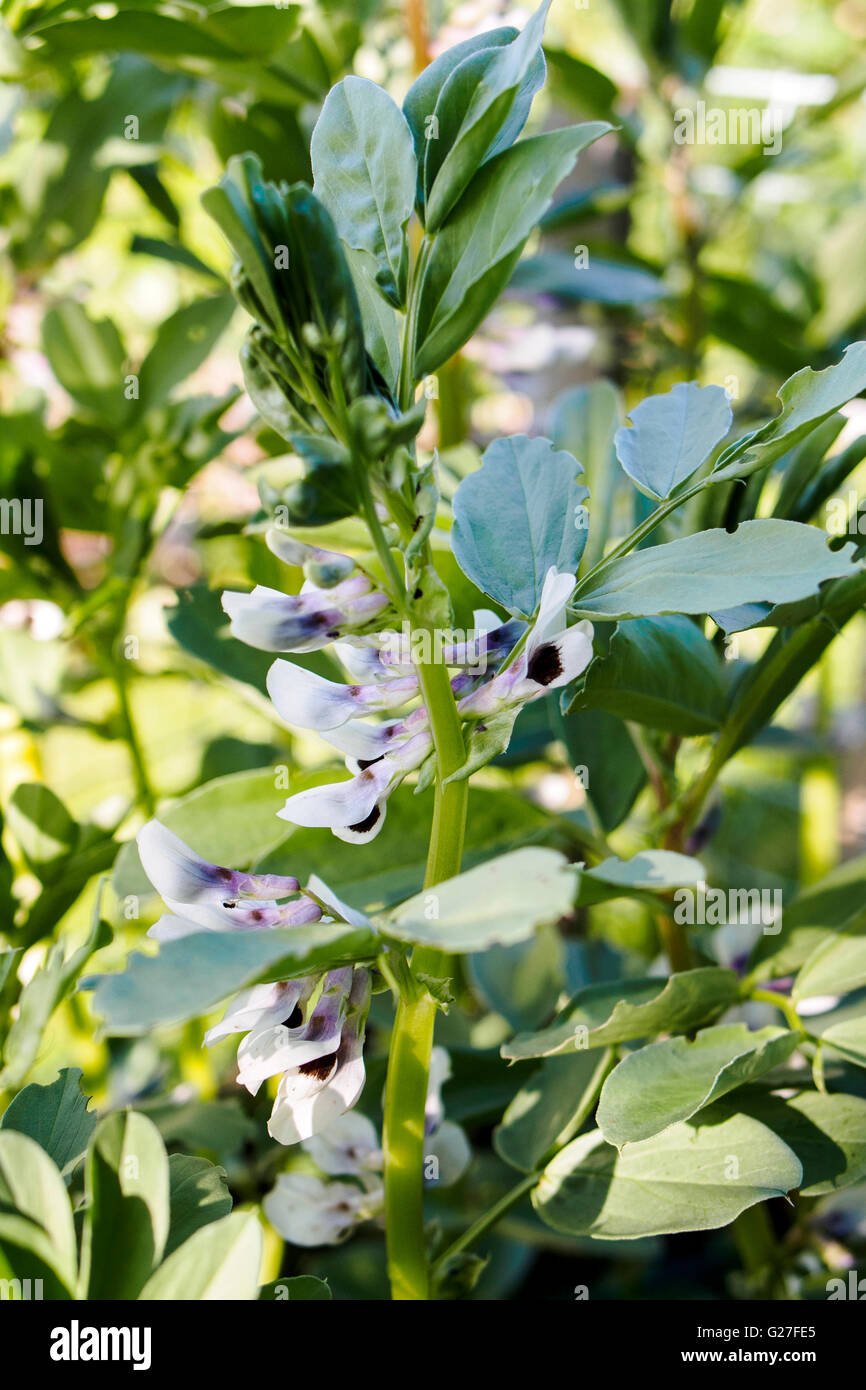 Die Blüten dieser Pflanze Saubohne sind eine zarte rosa weiß mit schwarzen Flecken. Samenkapseln werden bald aus den Blüten entwickeln. Stockfoto