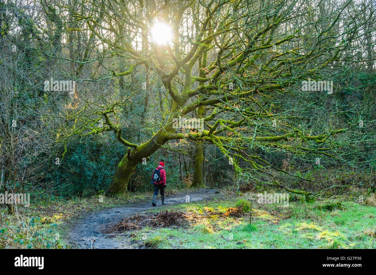 Walker und Baum im frühen Morgenlicht Brock Unten im Wald von Bowland AONB Lancashire England Stockfoto