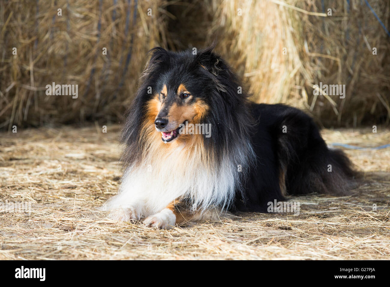 Collie, schottischer Schäferhund, Tricolor, gibt es Strohballen, Salzburg, Österreich Stockfoto