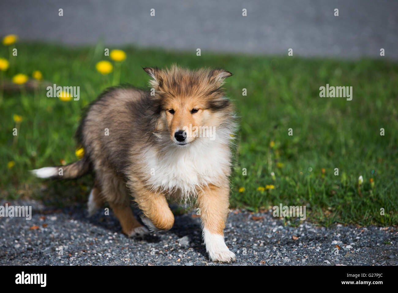 Schottischer Schäferhund, Collie, Welpen, Zobel weiß, unterwegs, Salzburg, Österreich Stockfoto