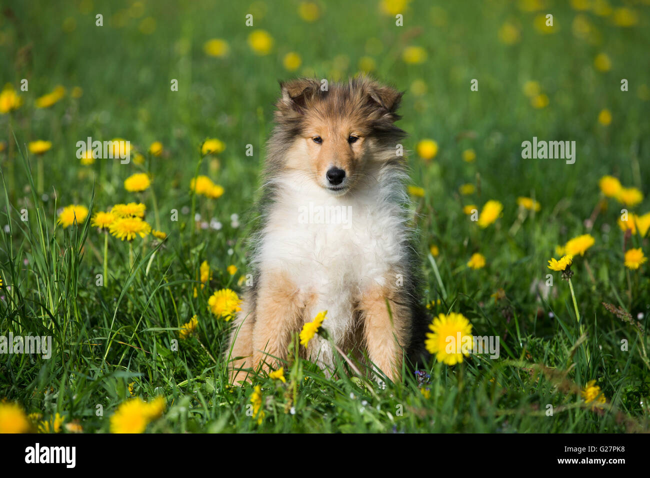 Collie, schottischer Schäferhund, Welpen, Zobel weiß, sitzen im Löwenzahn Wiese, Salzburg, Österreich Stockfoto