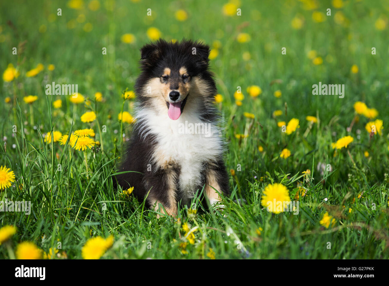 Collie, schottischer Schäferhund, Welpen, Tricolor, sitzen im Löwenzahn Wiese, Salzburg, Österreich Stockfoto