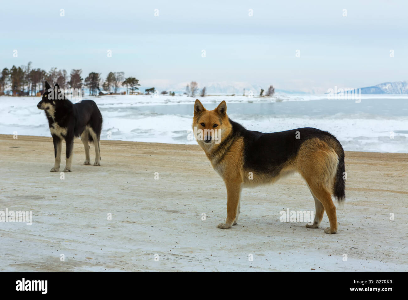 Zwei wilde Hunde auf Hintergrund der Winter am Baikalsee. Stockfoto