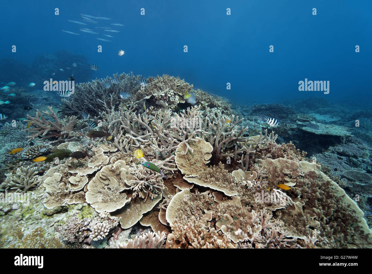 Harten Korallen Riff mit verschiedenen Fischarten, Pazifik, Australien, Cairns, Great Barrier Reef, Queensland Stockfoto